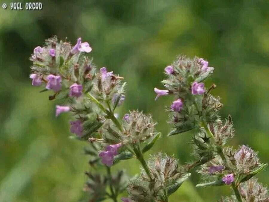 Micromeria nervosa flower