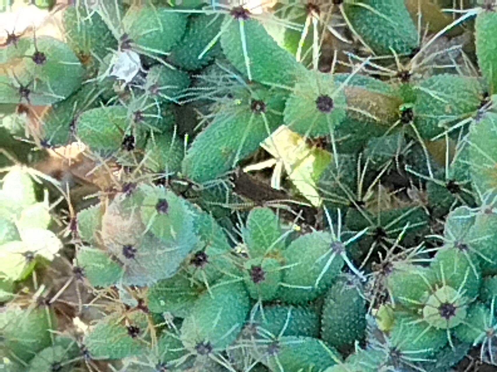 Trichodiadema intonsum — houseplant care guide