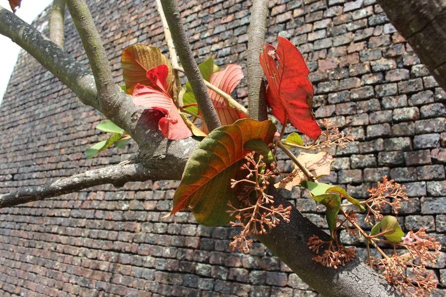 Cinchona pubescens leaf