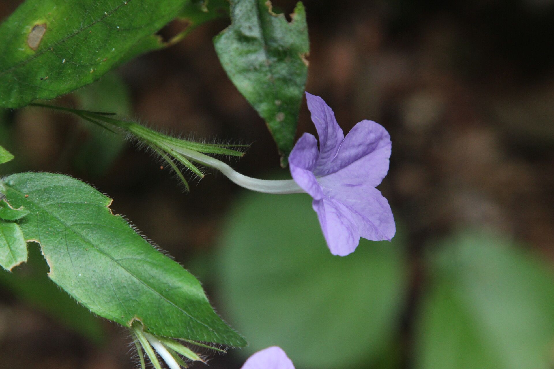 Ruellia primuloides flower
