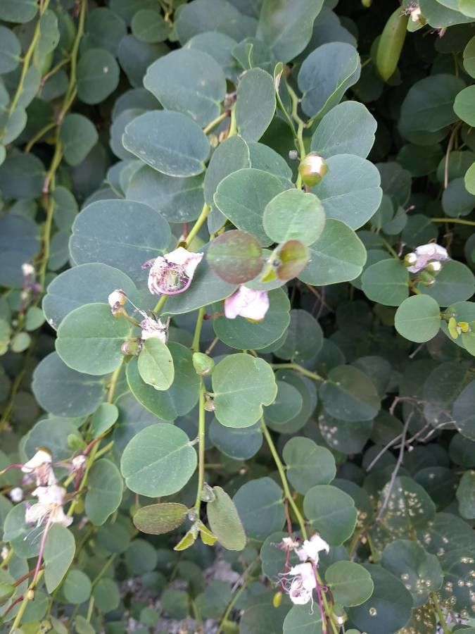 Capparis orientalis flower