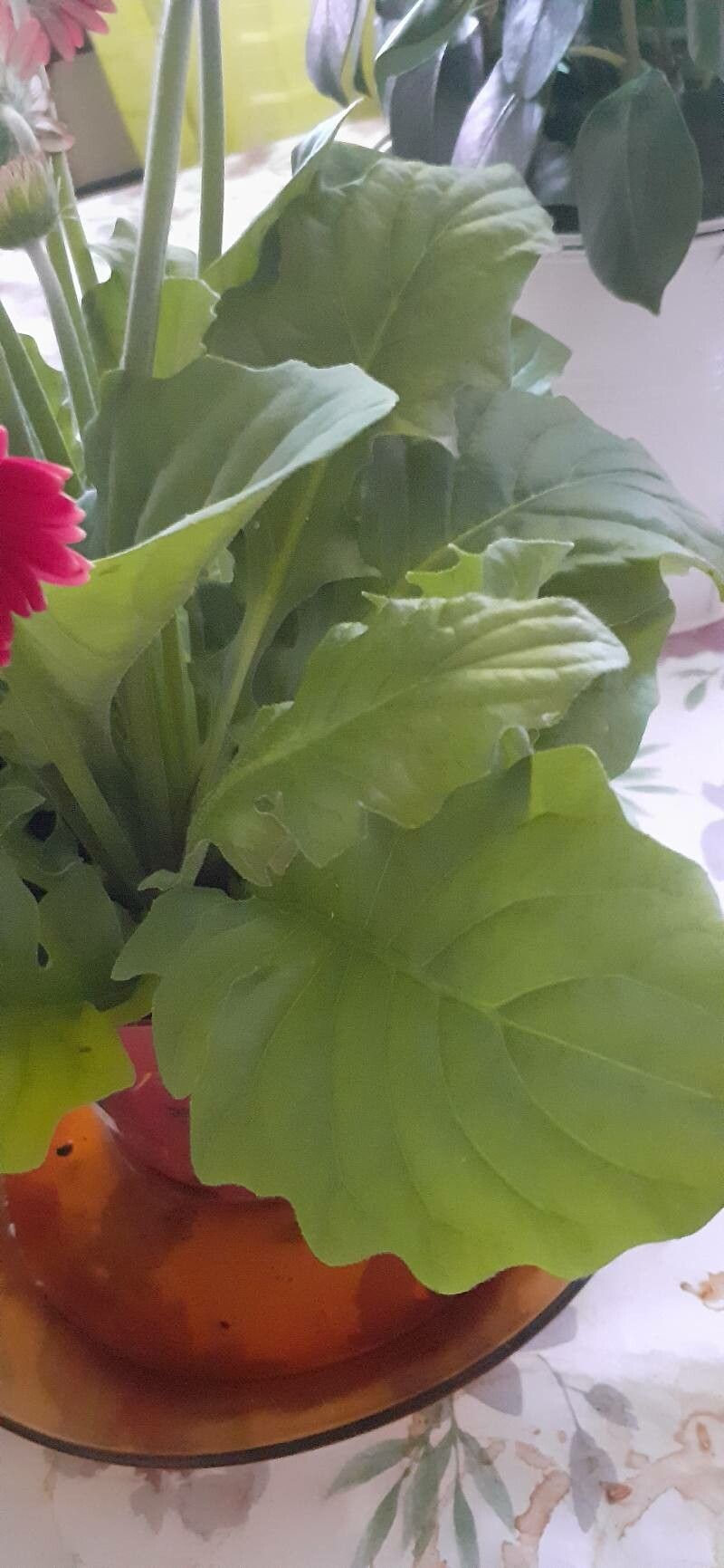 Gerbera spp. — search result for 'Gerbera'