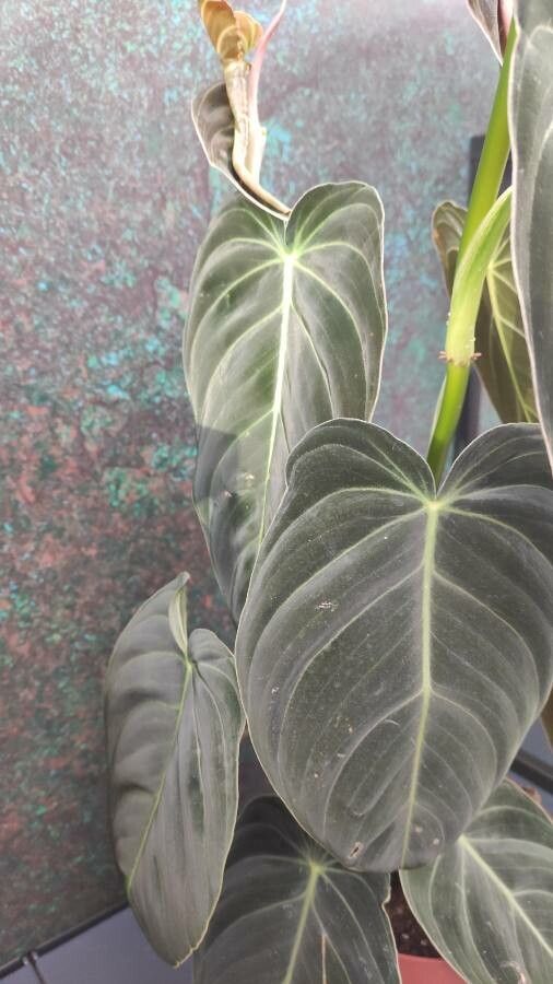 Philodendron melanochrysum leaf