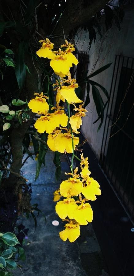 Oncidium altissimum flower