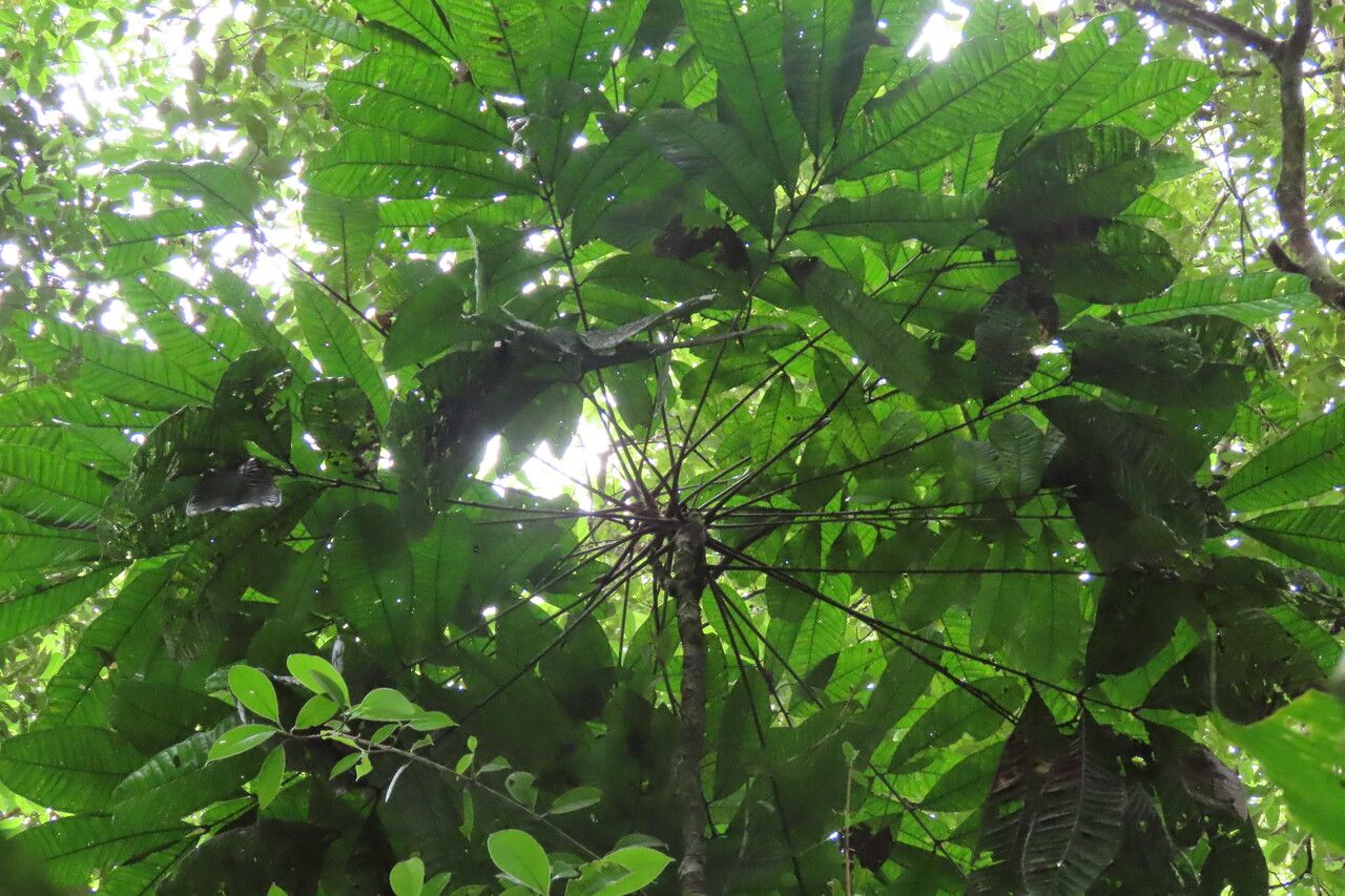 Talisia nervosa leaf