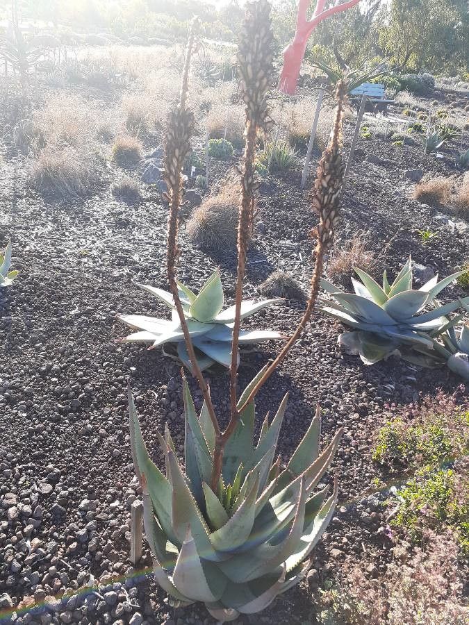 Aloe reitzii — houseplant care guide