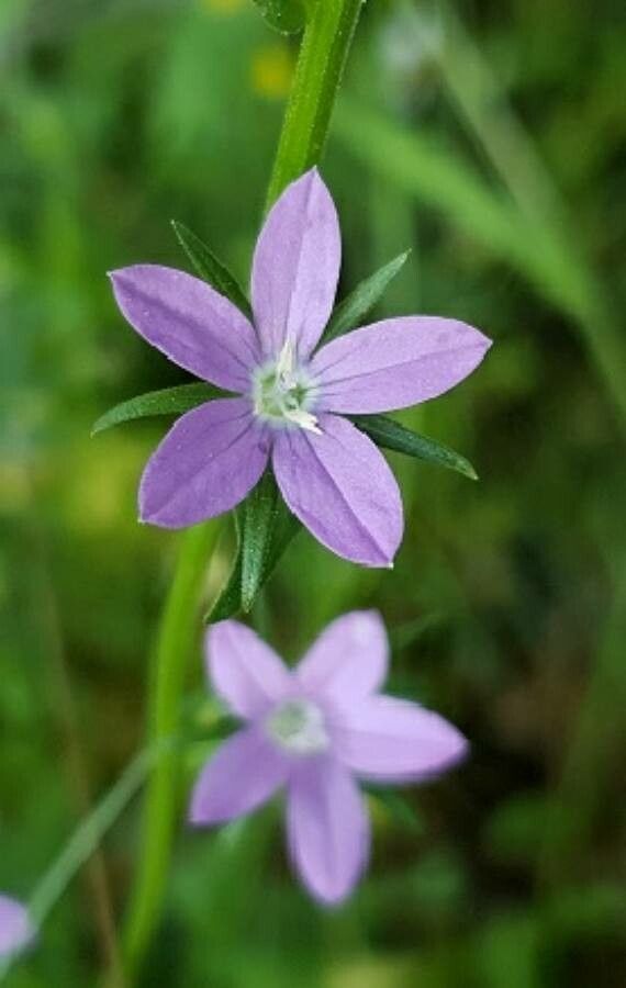 Legousia falcata flower
