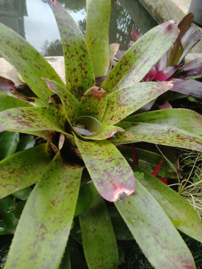 Vriesea pardalina leaf