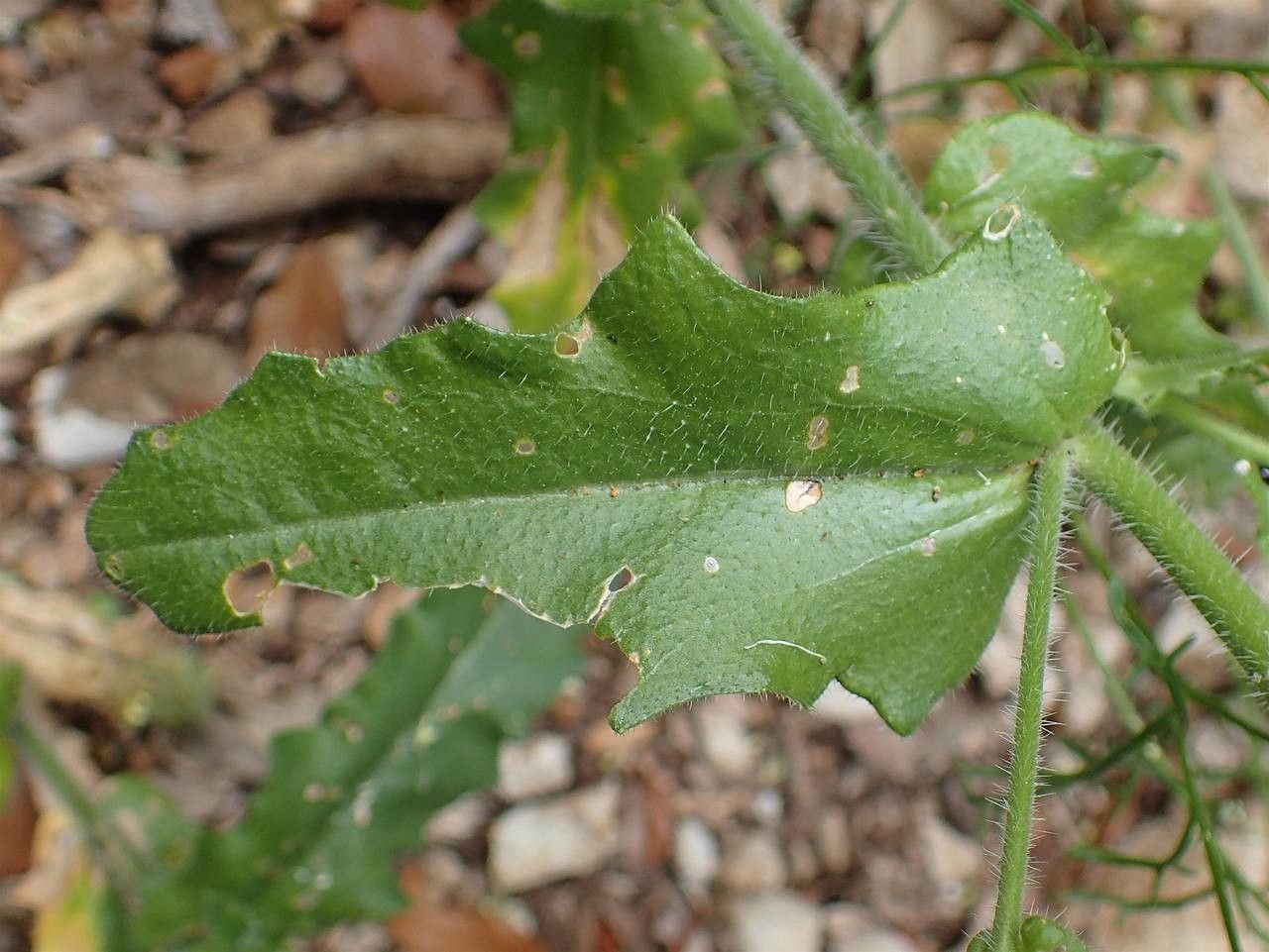Biscutella cichoriifolia leaf