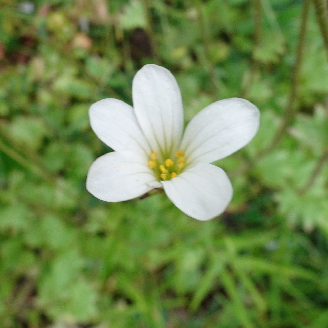 Saxifraga granulata flower