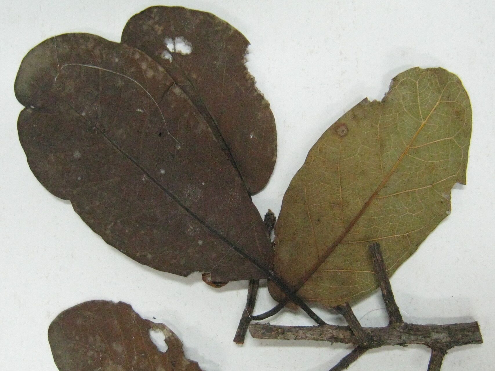 Ficus hebetifolia — houseplant care guide