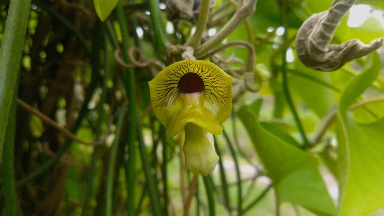 Aristolochia kaempferi flower