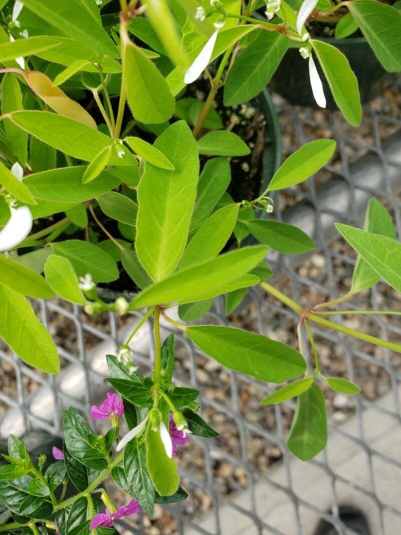 Euphorbia graminea — cacti and succulents houseplant