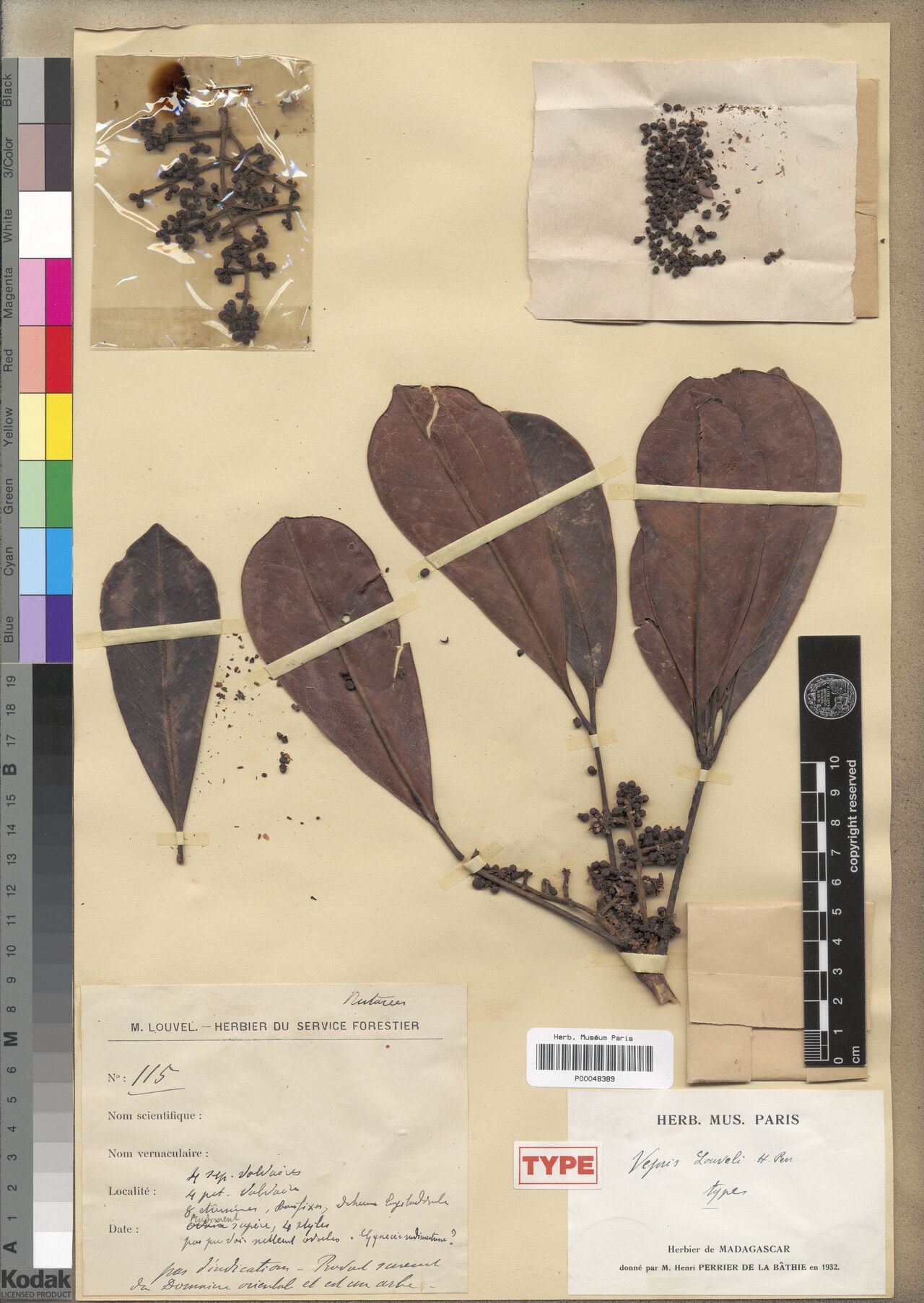 Vepris louvelii — search result for 'Vepris'