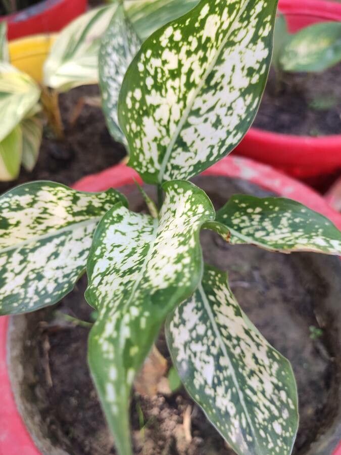 Dieffenbachia acreana leaf