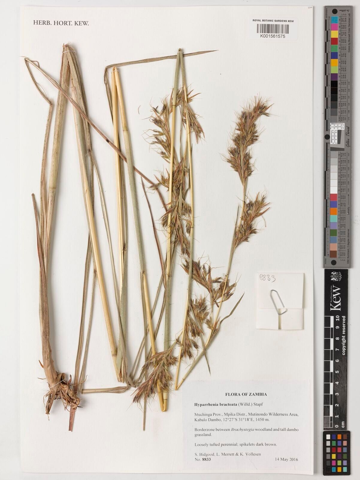 Hyparrhenia bracteata — related species from the same genus