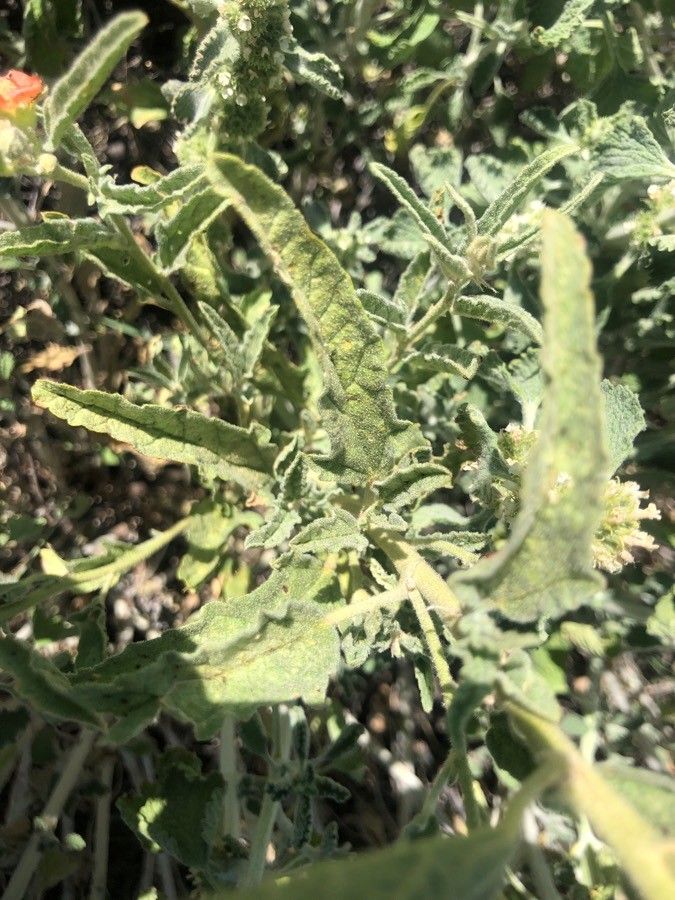 Sphaeralcea hastulata leaf