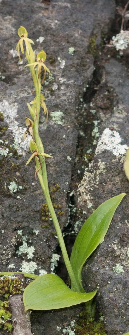 Habenaria tridactylites habit