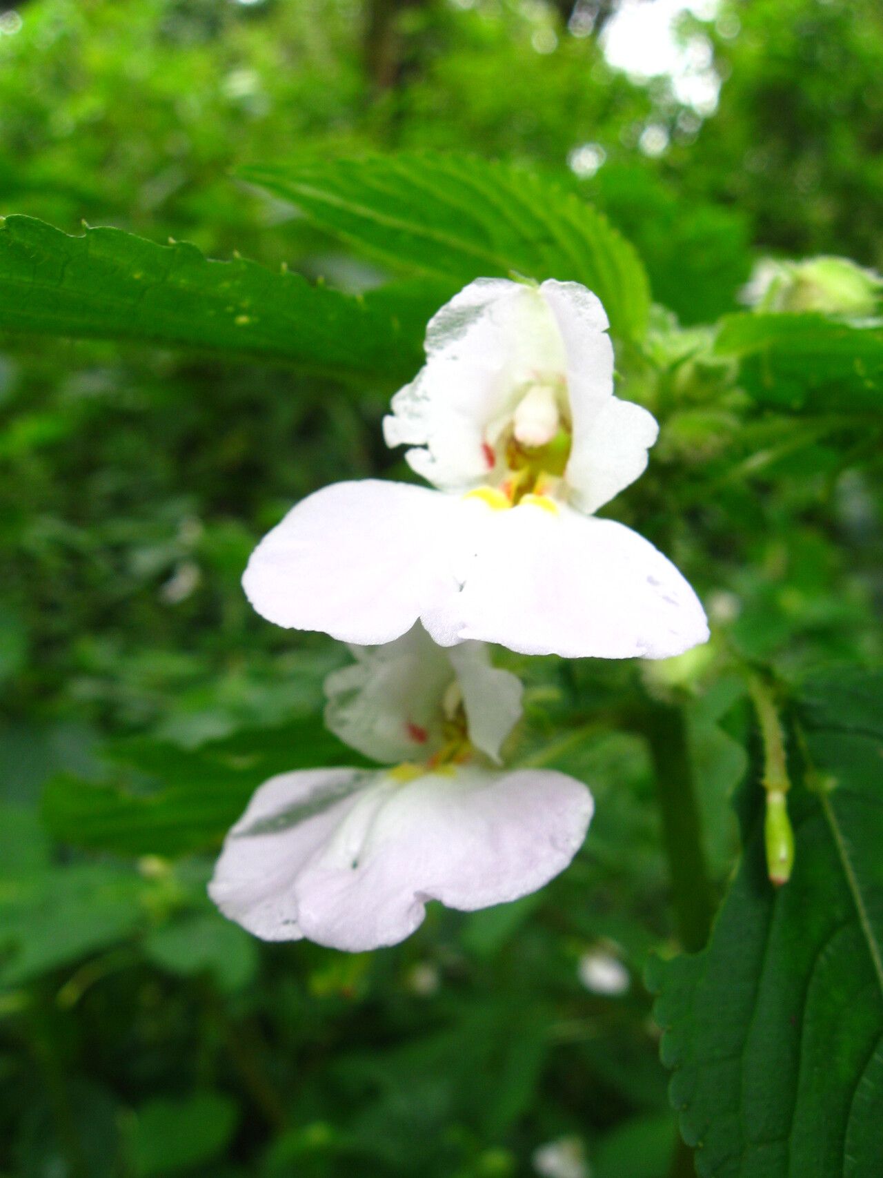 Impatiens burtonii flower