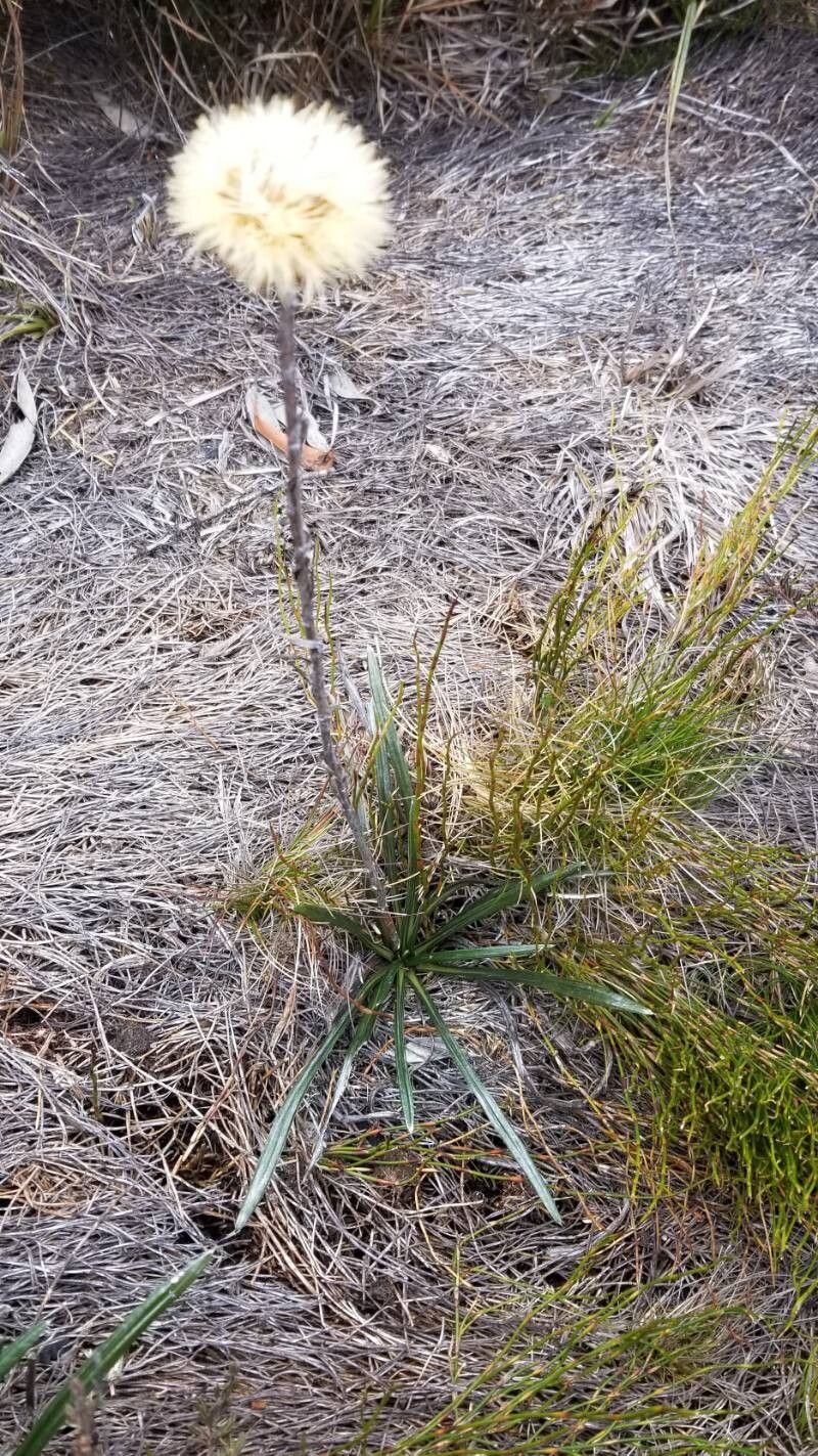 Leucochrysum alpinum habit