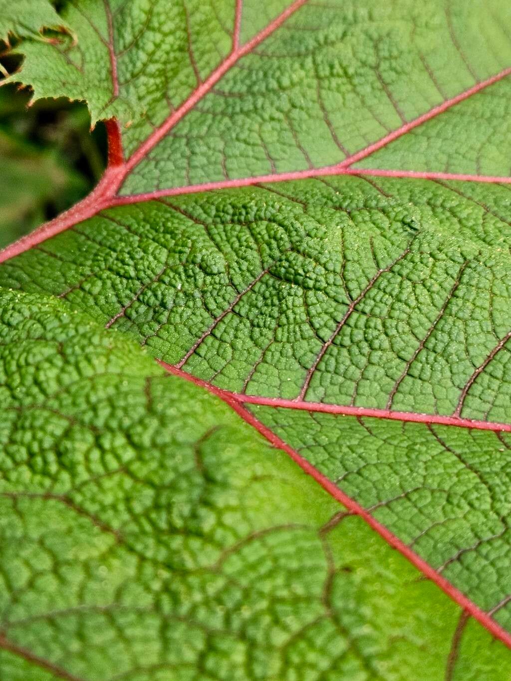 Gunnera killipiana leaf