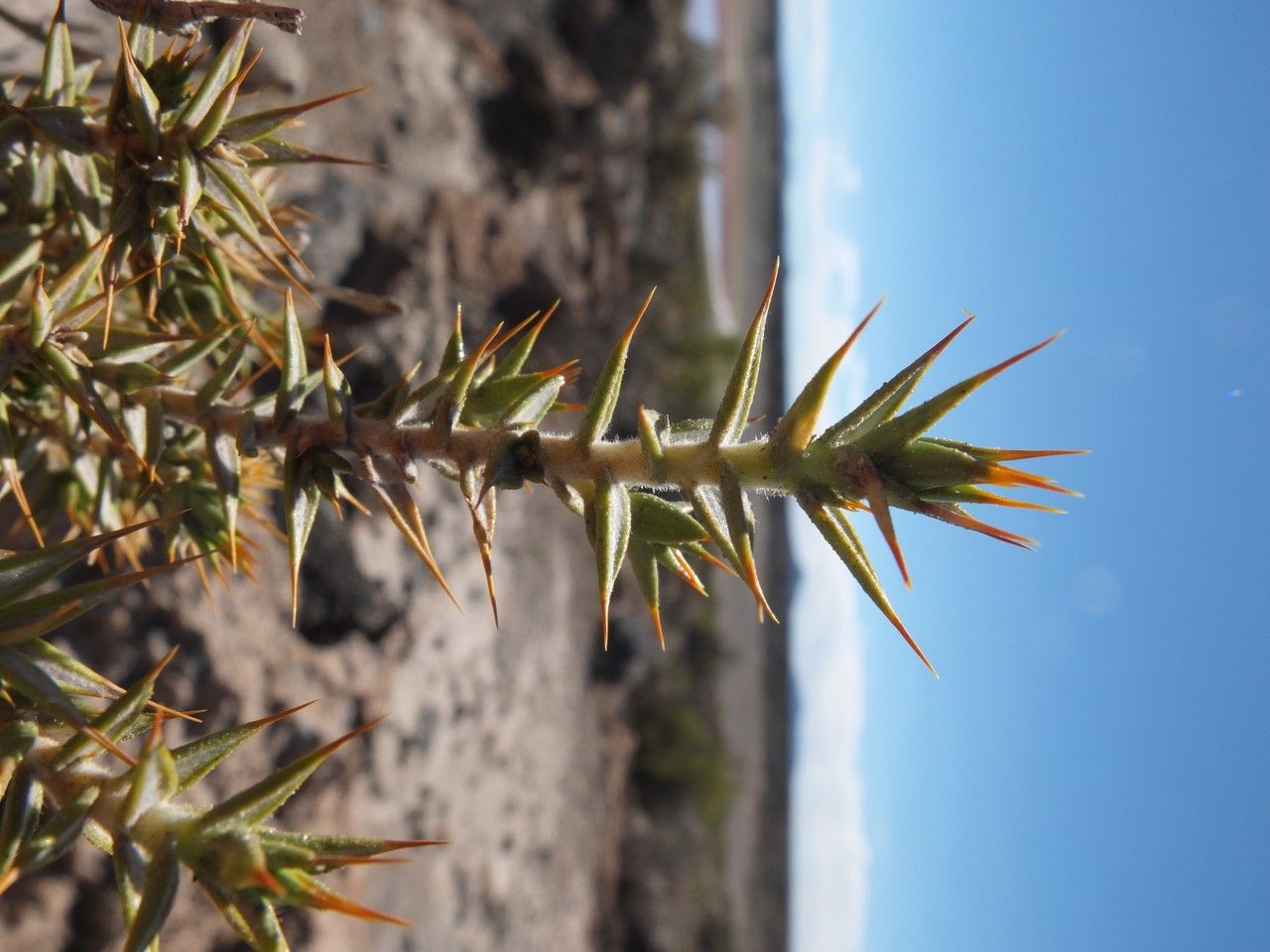 Chuquiraga atacamensis bark