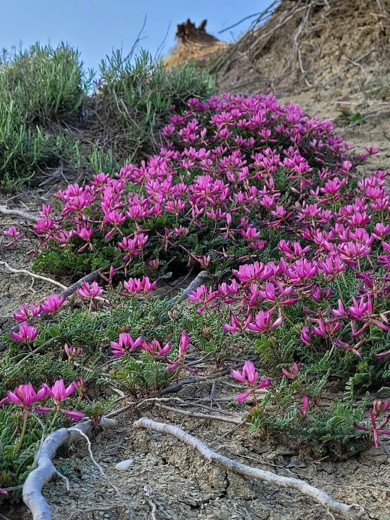 Sulla spinosissima flower