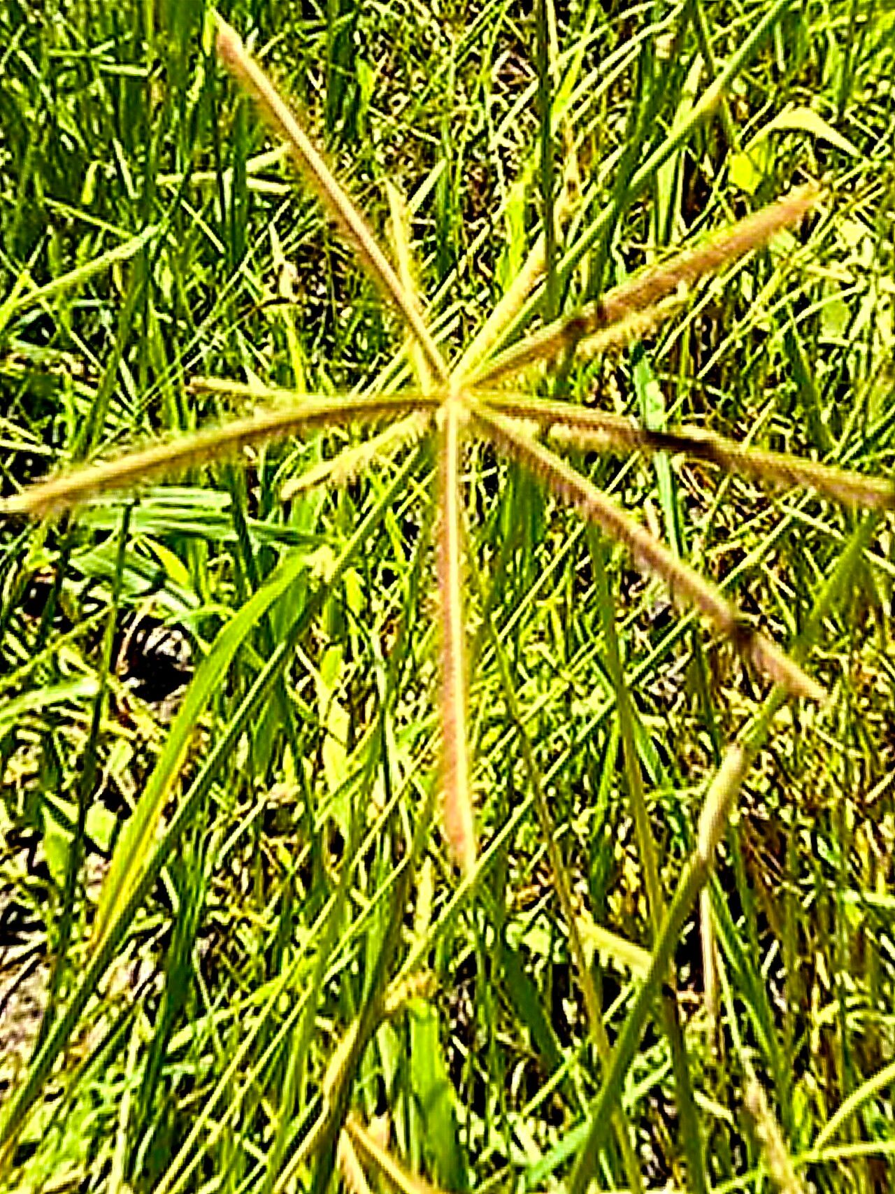 Dactyloctenium giganteum — houseplant care guide