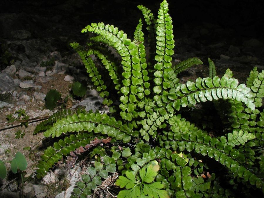 Asplenium adulterinum habit