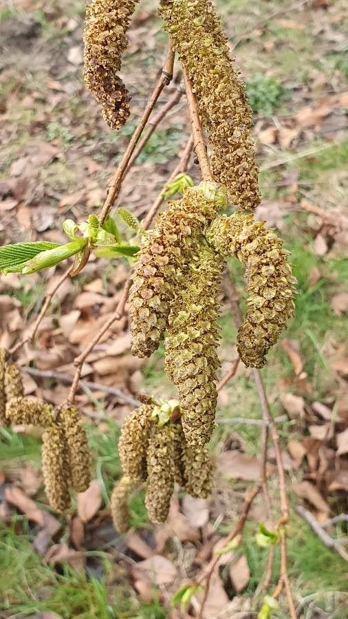 Alnus alnobetula flower