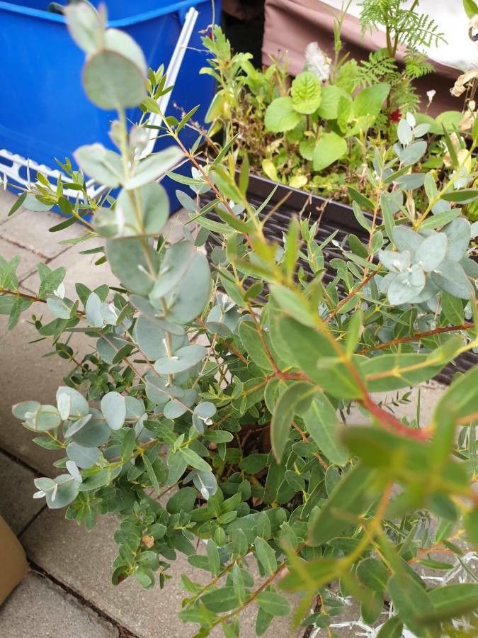 Eucalyptus rubida leaf
