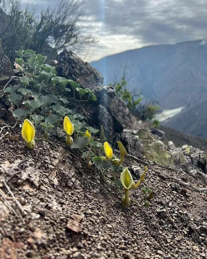 Aristolochia chilensis habit