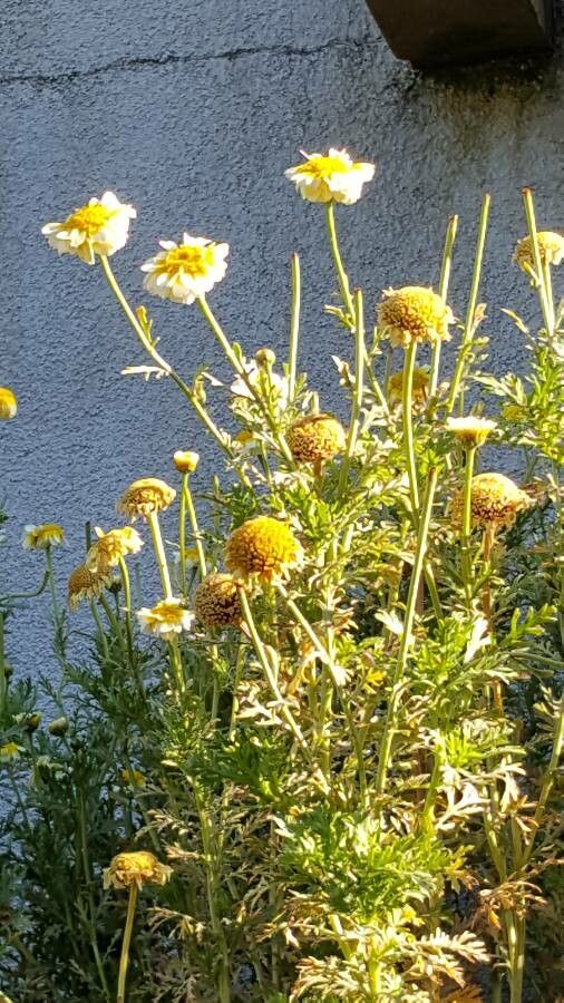 Anthemis tinctoria flower