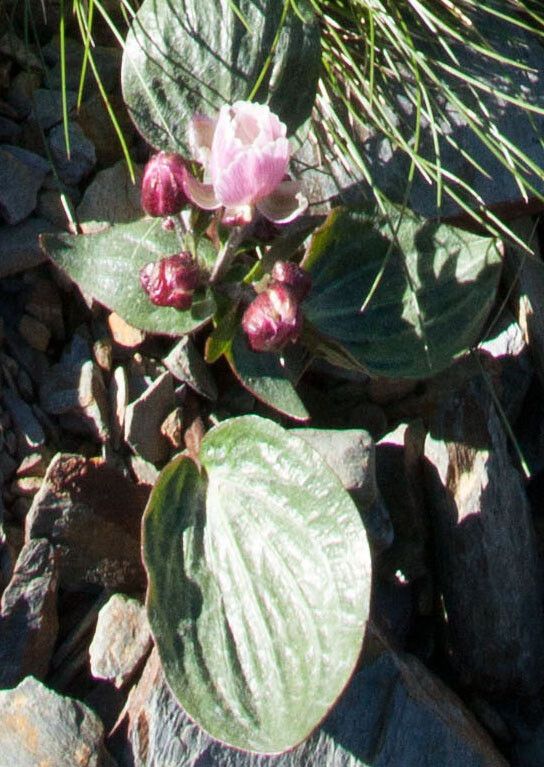 Ranunculus parnassifolius flower