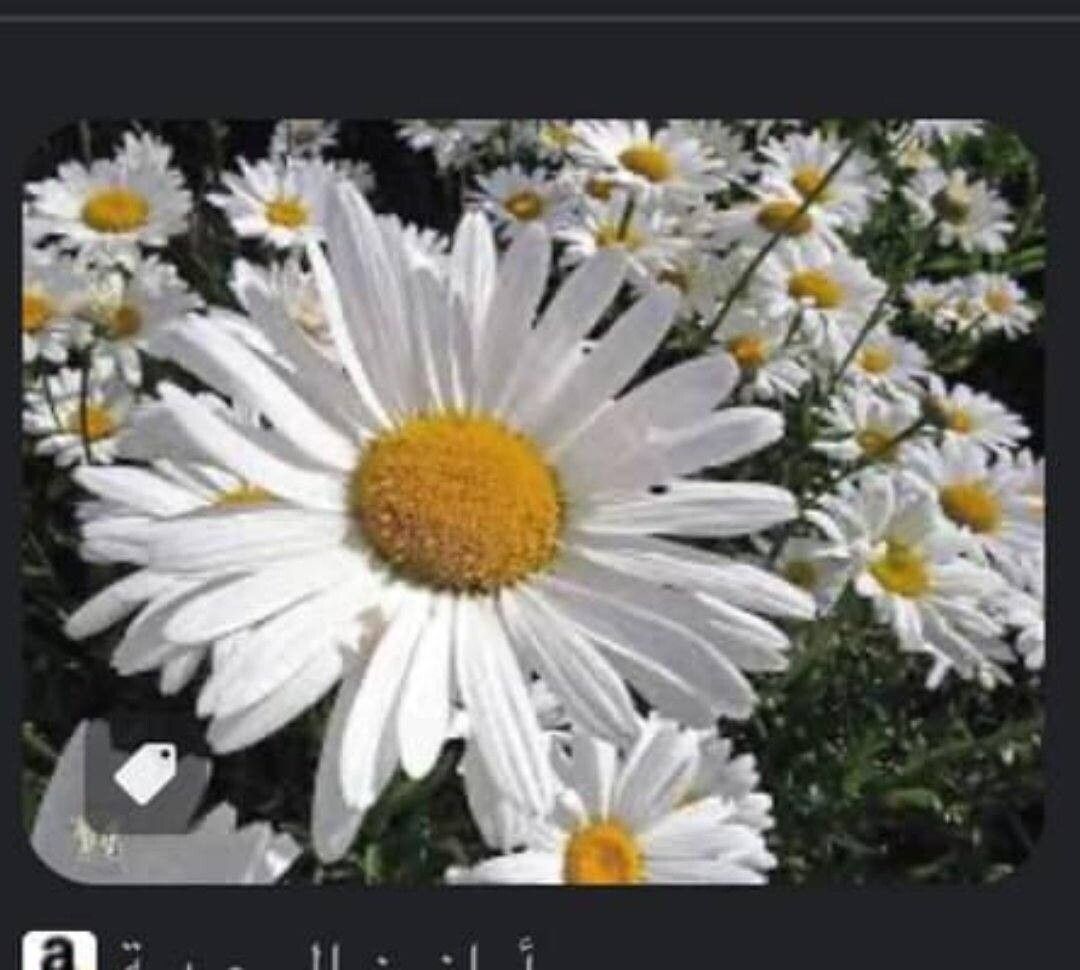 Leucanthemum lacustre — houseplant care guide