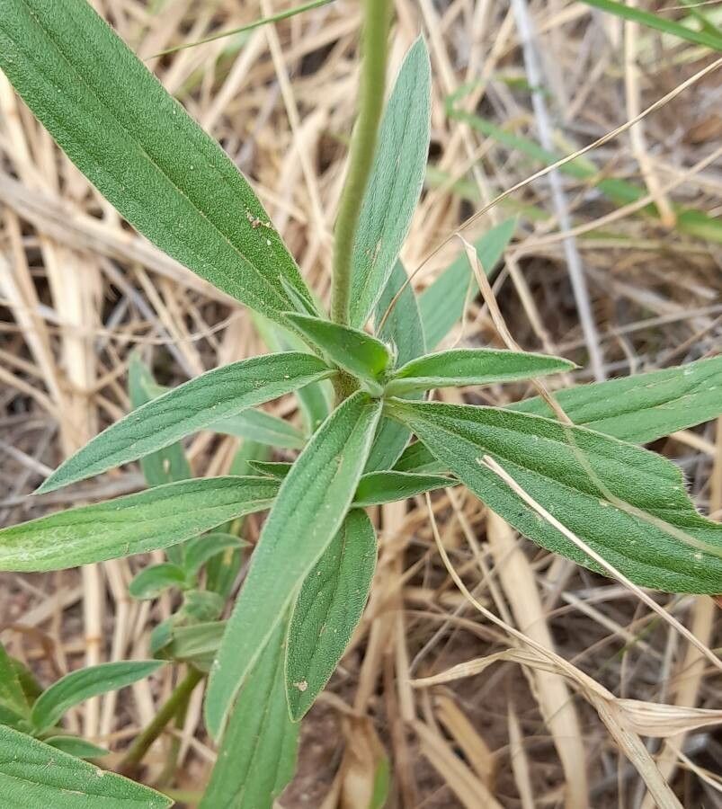 Gomphrena haenkeana — search result for 'Gomphrena'