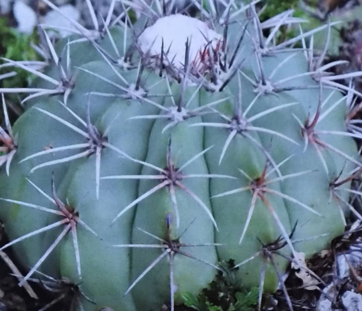 Melocactus sergipensis habit
