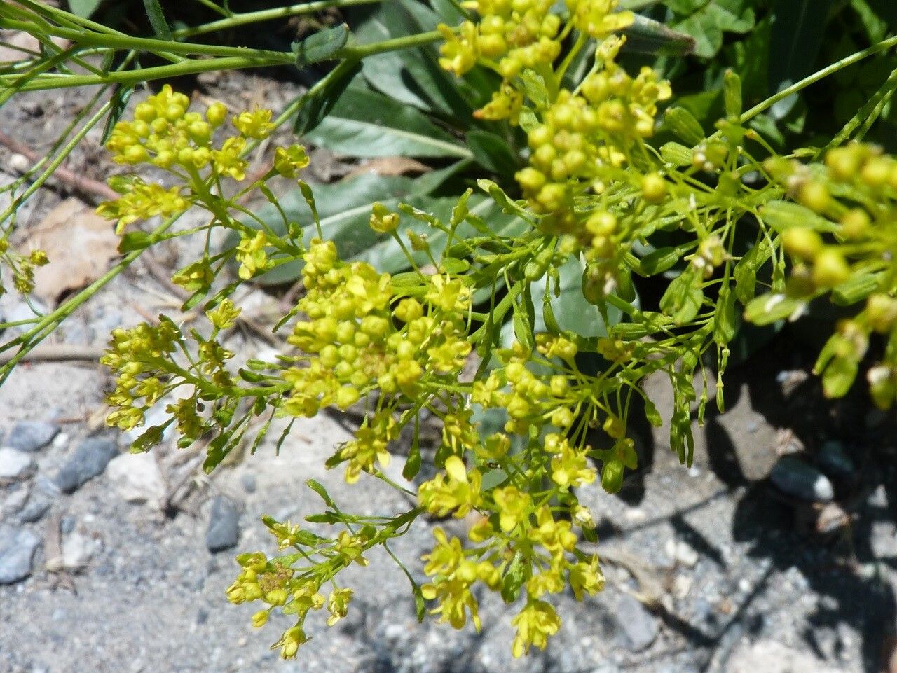 Isatis tinctoria flower