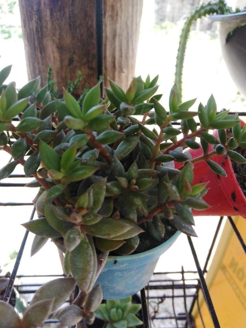 Lenophyllum acutifolium — houseplant care guide