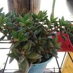 Lenophyllum acutifolium