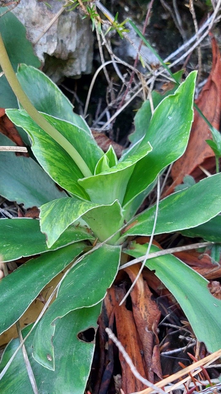 Primula glaucescens leaf