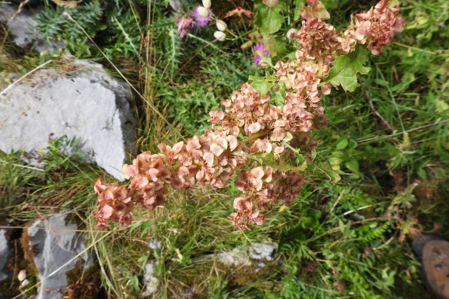 Rumex aquitanicus flower