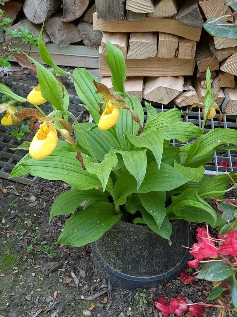 Cypripedium parviflorum habit