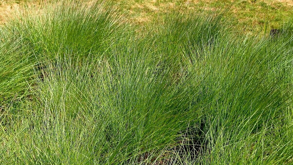 Andropogon gerardii leaf