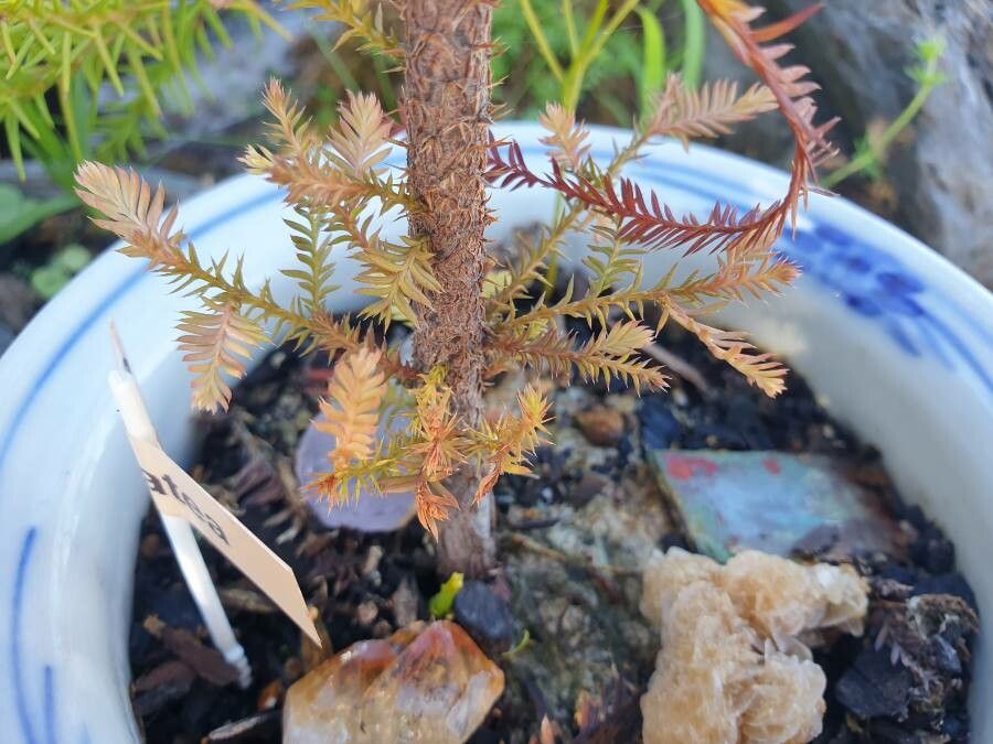 Dacrycarpus dacrydioides bark