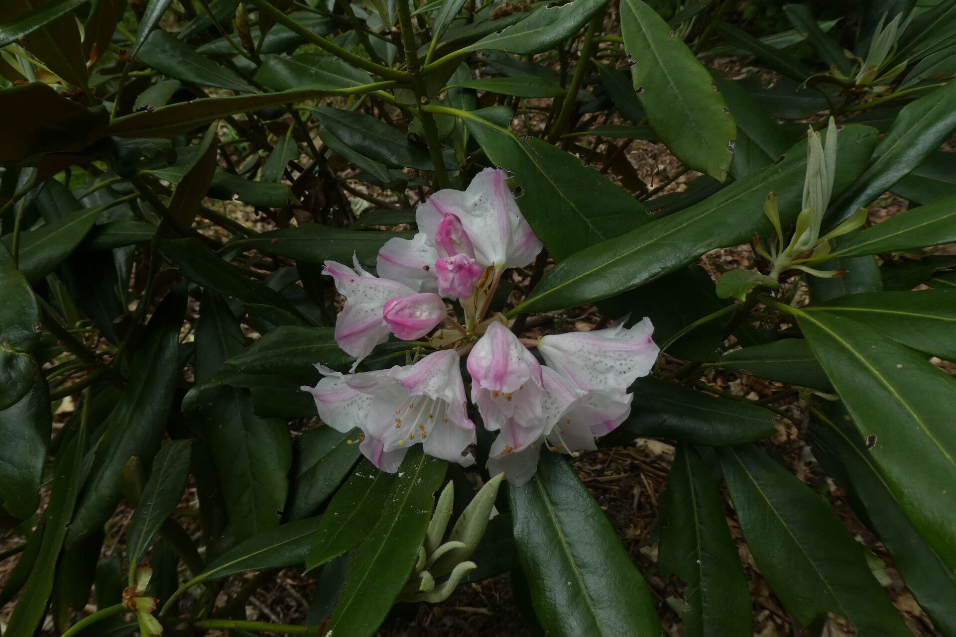 Rhododendron simiarum — houseplant care guide