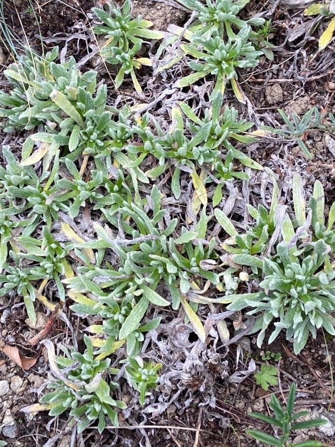 Gnaphalium supinum — houseplant care guide