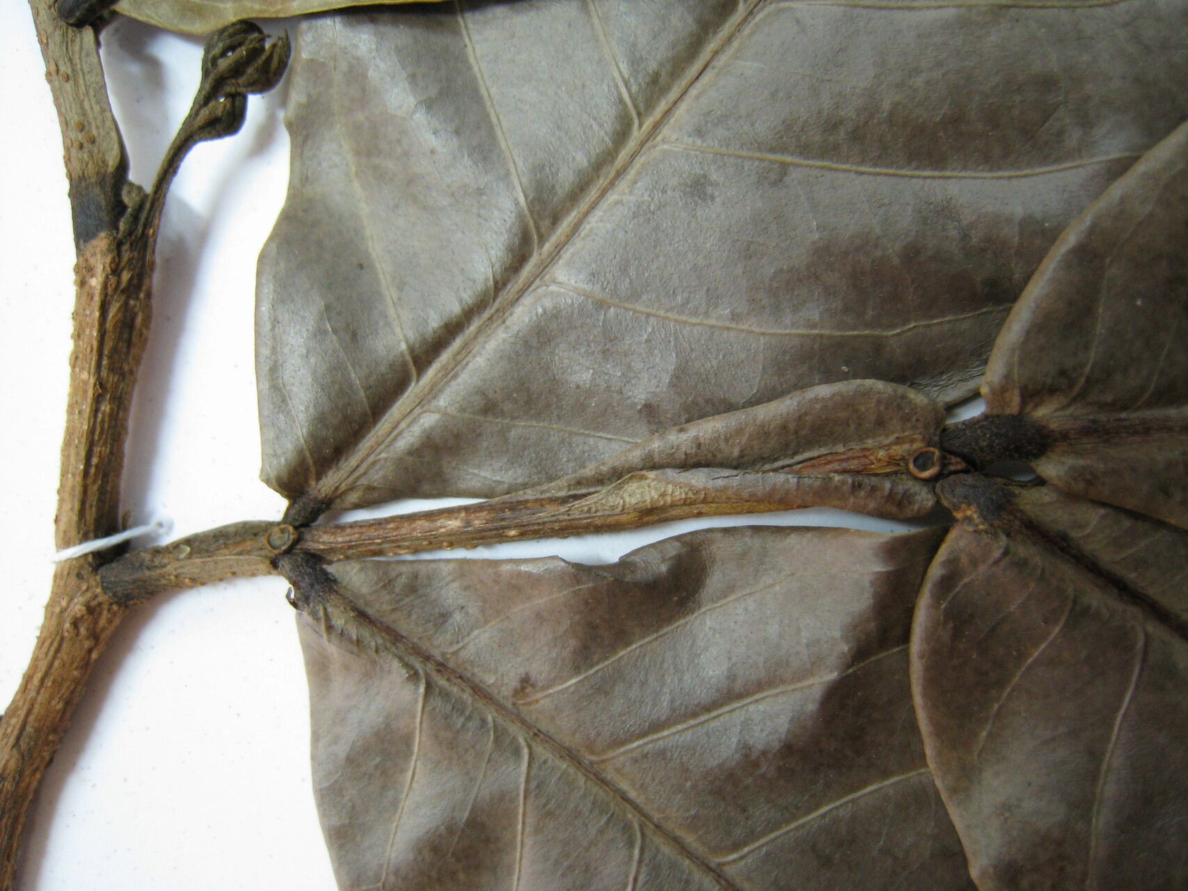 Inga splendens other