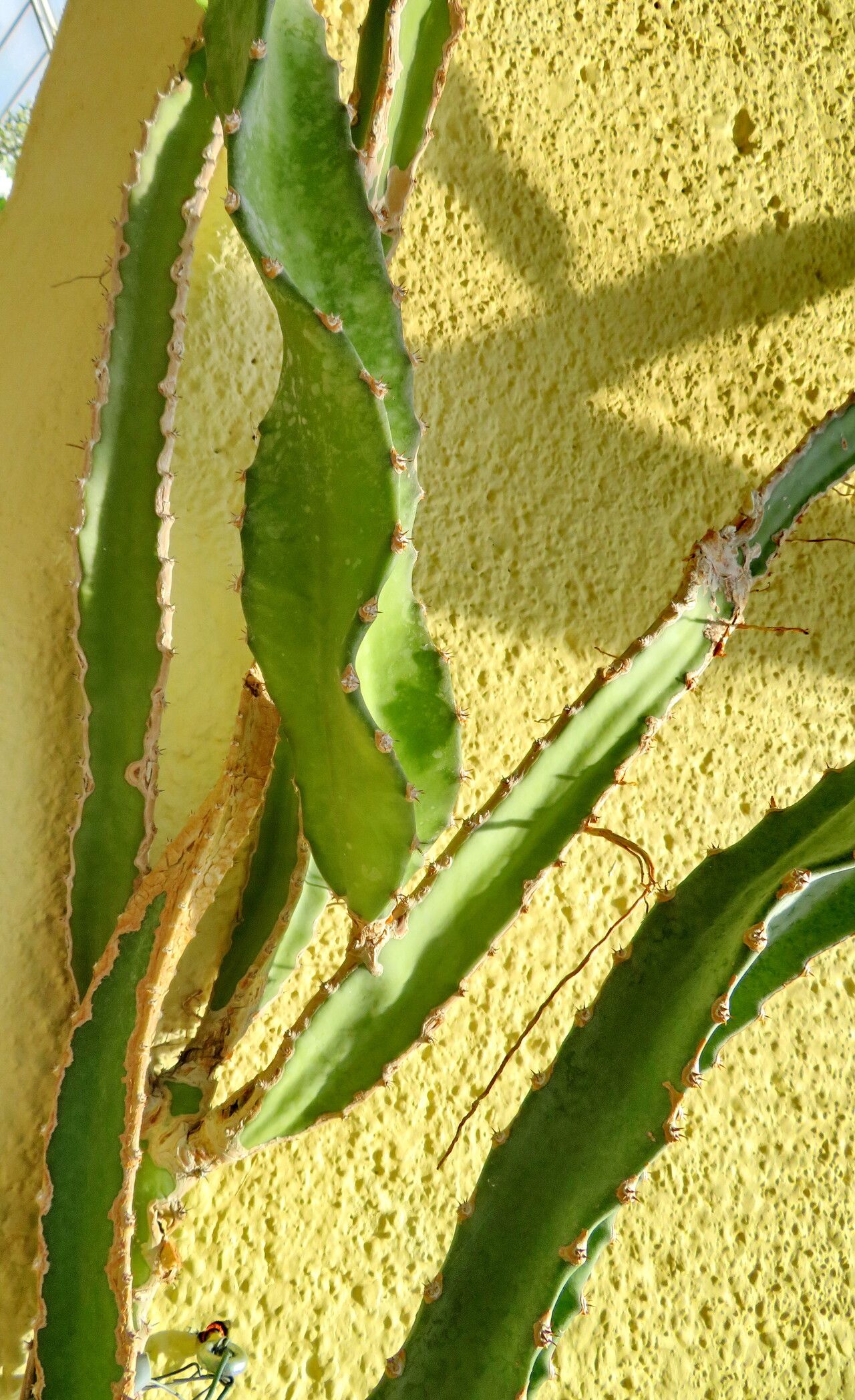 Selenicereus purpusii habit