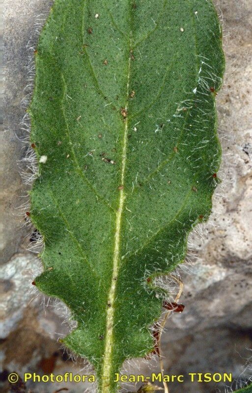 Hieracium bornetii leaf